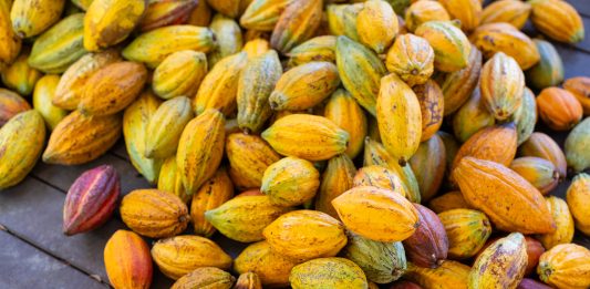 Cocoa Sector Records a Negative Growth of 20.2%